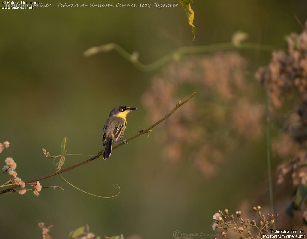 Common Tody-Flycatcher, identification, habitat