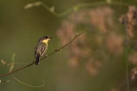 Common Tody-Flycatcher