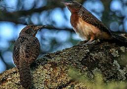 Red-throated Wryneck