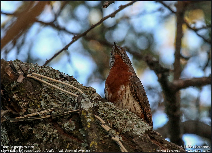 Red-throated Wryneckadult, identification