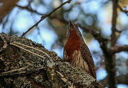 Red-throated Wryneck