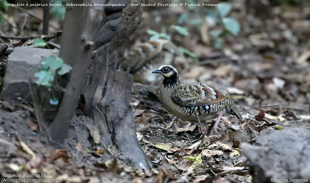 Bar-backed Partridge