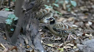 Bar-backed Partridge