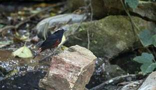 White-capped Redstart