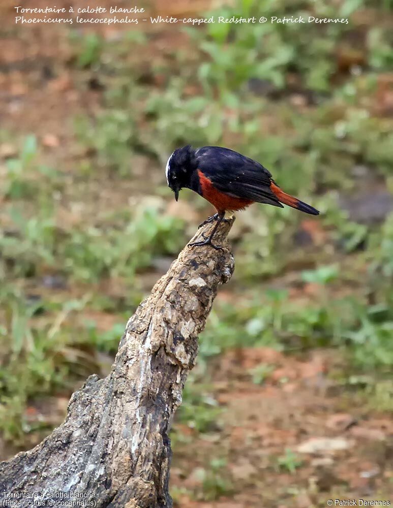 White-capped Redstart