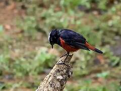 White-capped Redstart