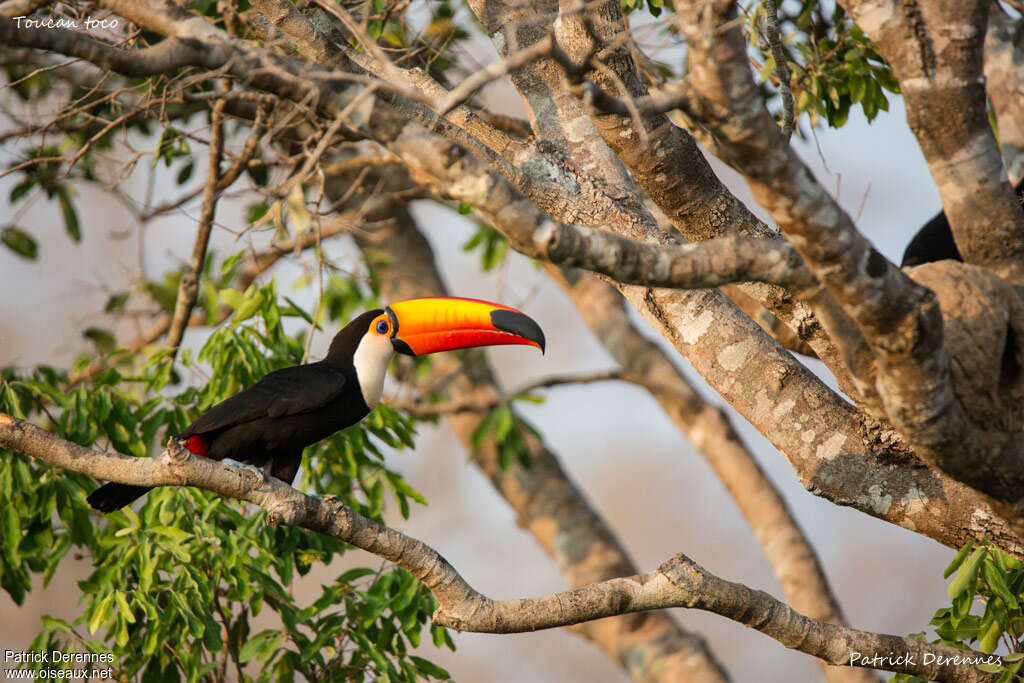 Toco Toucanadult, habitat, pigmentation