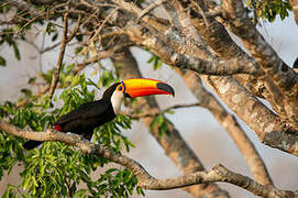 Toco Toucan