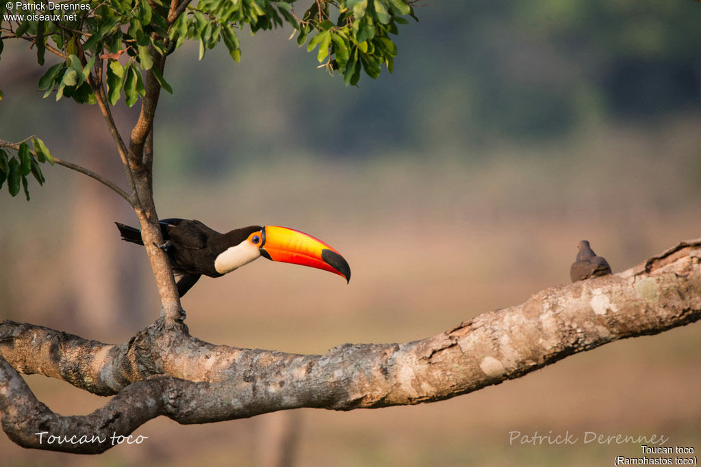 Toco Toucan, identification, habitat