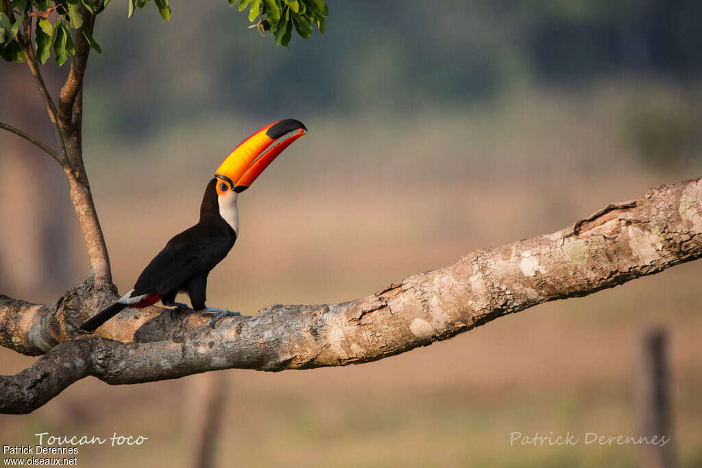 Toco Toucanadult, habitat, pigmentation, feeding habits, eats