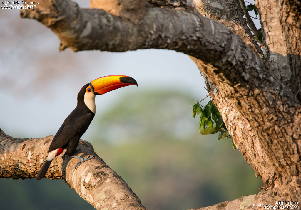 Toco Toucan, identification, habitat