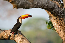 Toco Toucan