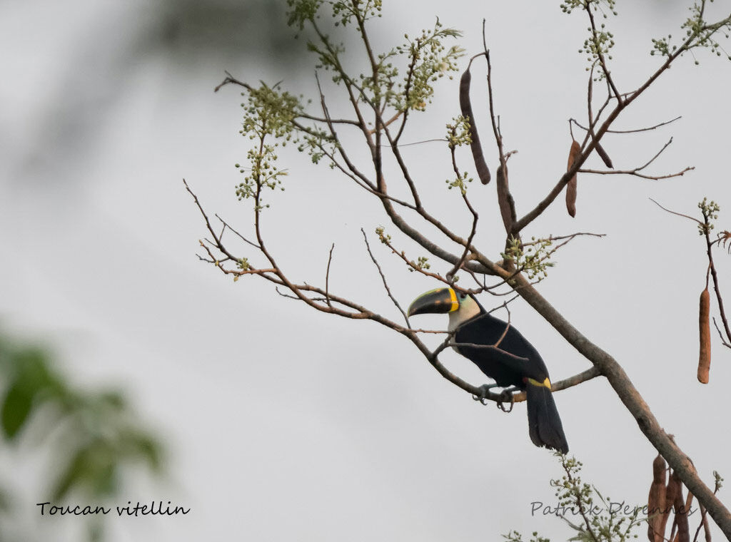 Channel-billed Toucan, identification, habitat