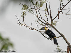 Channel-billed Toucan