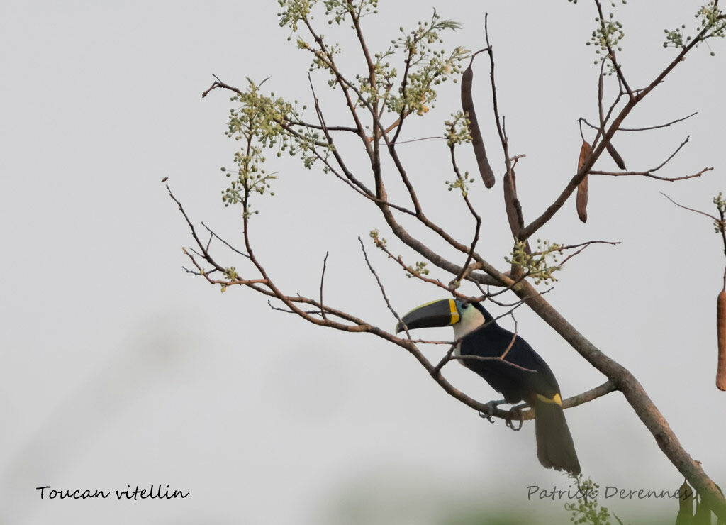 Toucan vitellin, identification, habitat