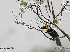 Channel-billed Toucan