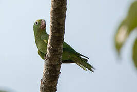 Yellow-chevroned Parakeet