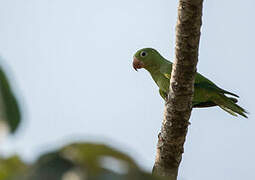 Yellow-chevroned Parakeet