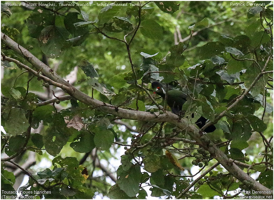 Touraco à joues blanchesadulte, identification