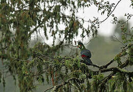 White-cheeked Turaco