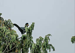 White-cheeked Turaco