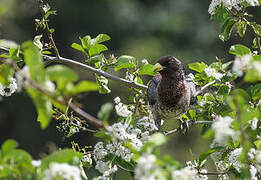 Eastern Plantain-eater