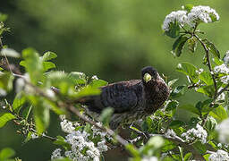 Eastern Plantain-eater