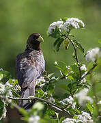 Eastern Plantain-eater