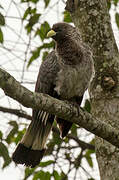 Eastern Plantain-eater