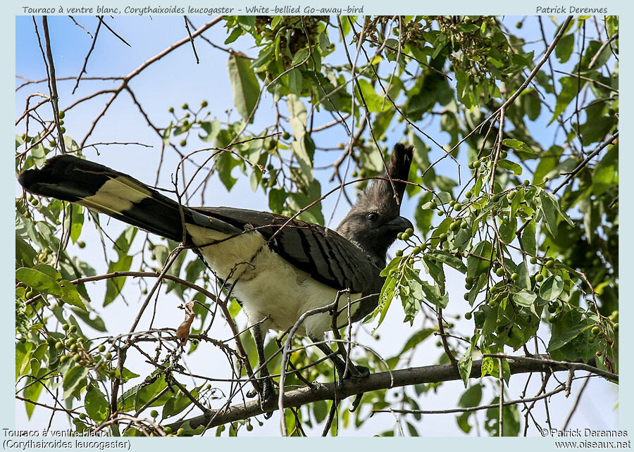 White-bellied Go-away-birdadult, identification