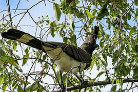 White-bellied Go-away-bird