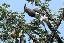 White-bellied Go-away-bird