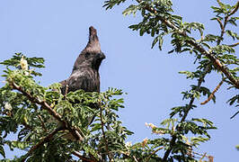 White-bellied Go-away-bird