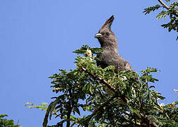 White-bellied Go-away-bird