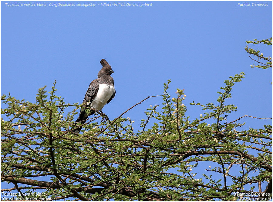 White-bellied Go-away-birdadult