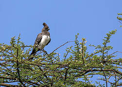 White-bellied Go-away-bird