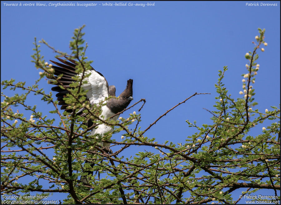 Touraco à ventre blancadulte, habitat