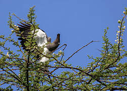 White-bellied Go-away-bird