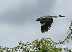 White-bellied Go-away-bird