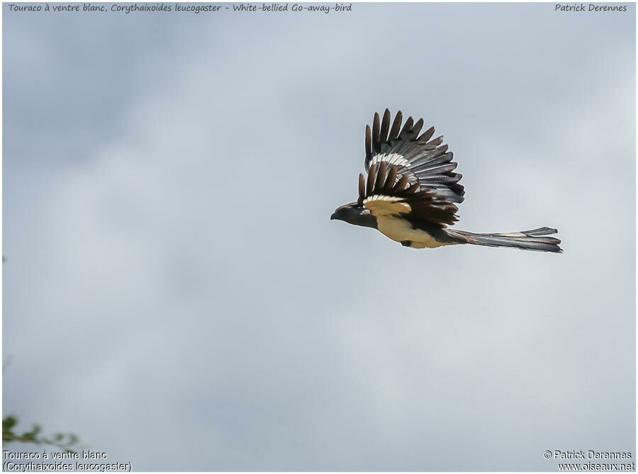 White-bellied Go-away-birdadult, Flight