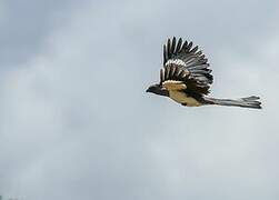 White-bellied Go-away-bird