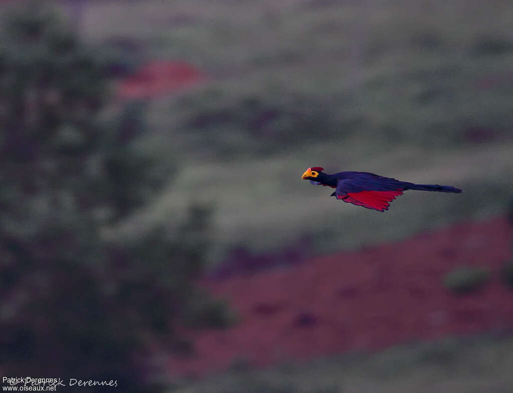 Ross's Turacoadult, pigmentation, Flight