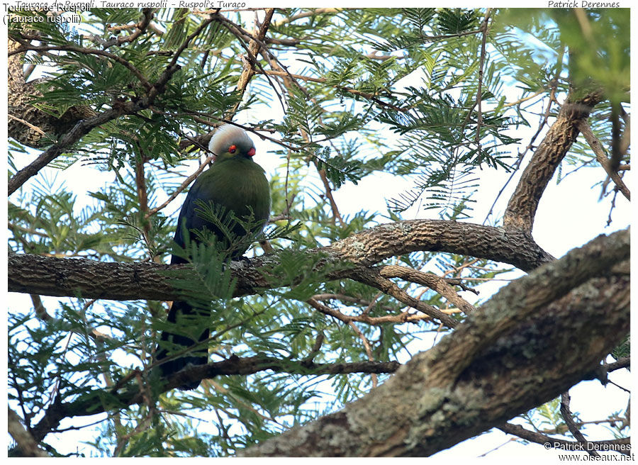 Touraco de Ruspoli, identification