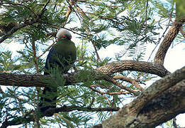 Ruspoli's Turaco