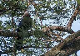 Ruspoli's Turaco