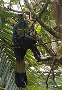 Great Blue Turaco