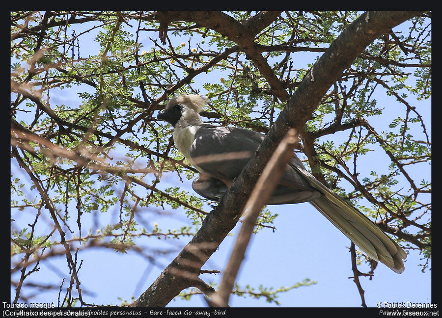 Touraco masquéadulte, identification