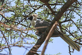 Bare-faced Go-away-bird