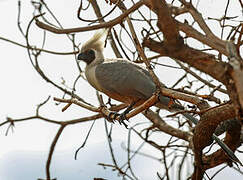 Bare-faced Go-away-bird