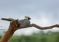 Bare-faced Go-away-bird